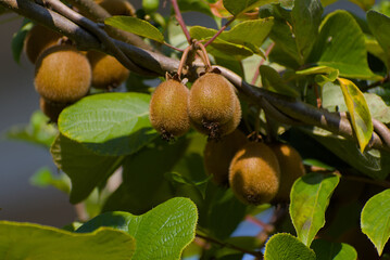 A cluster of unripe, fuzzy green kiwi fruits grows on a branch with leaves in a natural setting.