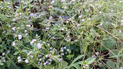 Purple Wildflowers Growing in Green Foliage in Natural Outdoor Setting