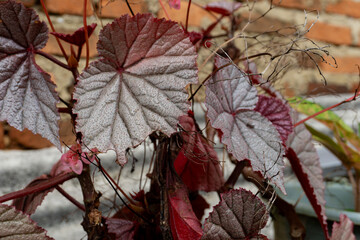 Close-up of a begonia plant with striking red and silver leaves
