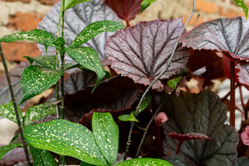 Diverse foliage arrangement showcasing vibrant plant textures and colors