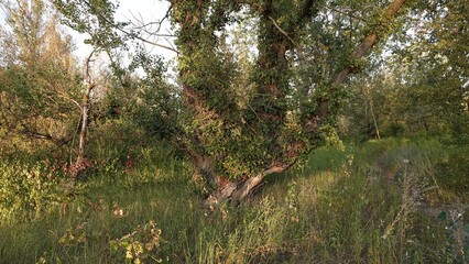 Gruby pień drzewa porośnięty porostami i pasożytami © tomo81