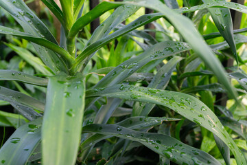Fototapeta premium Close-up of Lush Green Leaves with Water Droplets