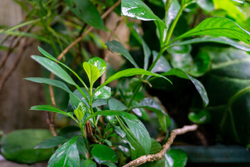 Close-up of lush green plant foliage with fresh growth