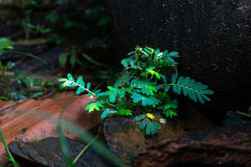 Close-up of a Sensitive Plant Growing in a Moist Environment