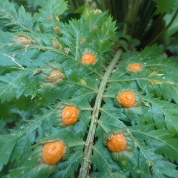 Orange sori spots on the Underside of Microsorum Scolopendria or Wart Fern's Leaves. Plant Detail, Tropical Plants close up