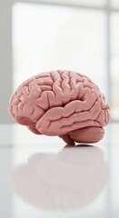 Pink Brain with Highlighted Area