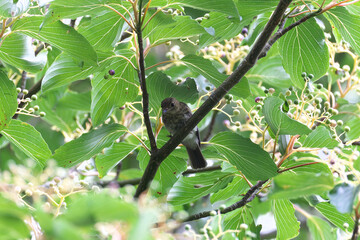 Table Dogwood fruit, which is very popular with wild birds, especially summer birds