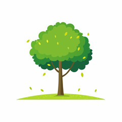 small little linden tree isolated on white 