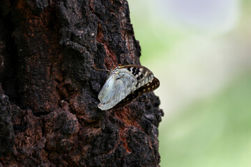 Great Purple Emperor sucking Japanese chestnut oak's nectar