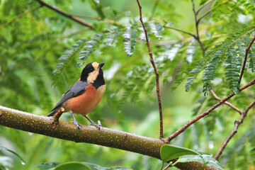 Varid Tit stops at a branch of a silk tree and looks for food