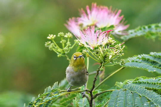 Japanese White-eye stops at a branch of a silk tree and looks for food