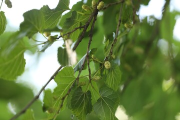 Tree branches with unripe mulberries and green leaves outdoors, closeup