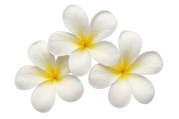 Plumeria flowers with white petals and yellow center creating a beautiful tropical design element on a transparent background