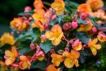 Close up of vibrant orange and yellow begonia flowers with delicate petals and lush green foliage in a summer garden, macro photography of blooming ornamental plants, natural floral background