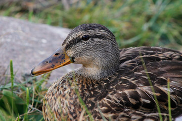 beautiful duck portrait close up

