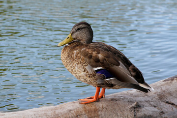 Fototapeta premium duck on a log in the water