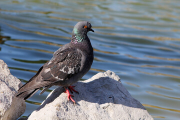 dove on a stone in a pond

