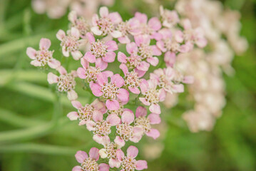 Fototapeta premium Garden yarrow is blooming. Flowers of the yarrow plant on a background of green grass.