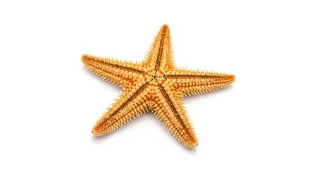 Echinodermata on white surface, a star-shaped marine invertebrate animal
