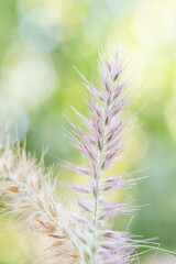 Pennisetum foxtail ornamental grass. Natural background with plant