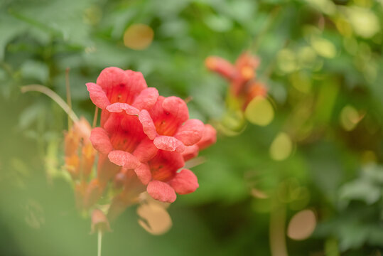 Campsis rooting, Campsis creeping - deciduous woody vine of the Bignoniaceae family