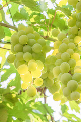 Ripe green grapes on the vine. A grape bush grows.