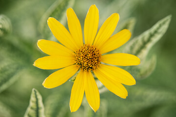 Obraz premium Yellow heliopsis flower on a blurred background.