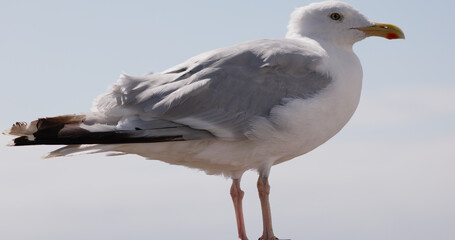 Close up of a European herring gull perched on a wooden railing, enjoying the seaside atmosphere of Weston super Mare