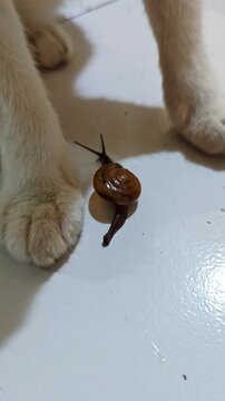 Garden snail crawling on the floor under the white cat paws, unique close-up of animal interaction indoors.
