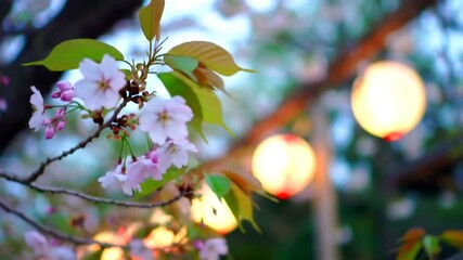 Close-up of cherry blossoms with lanterns in the evening. - Powered by Adobe