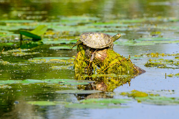 Painted turtle (Chrysemys picta) on a log in the water   on the Toronto Islands with reflection room for text