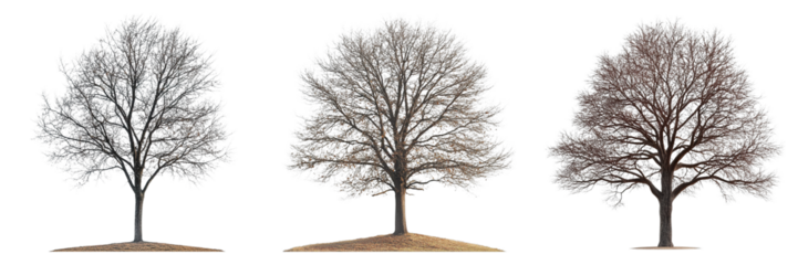 Three trees are shown in different stages of winter