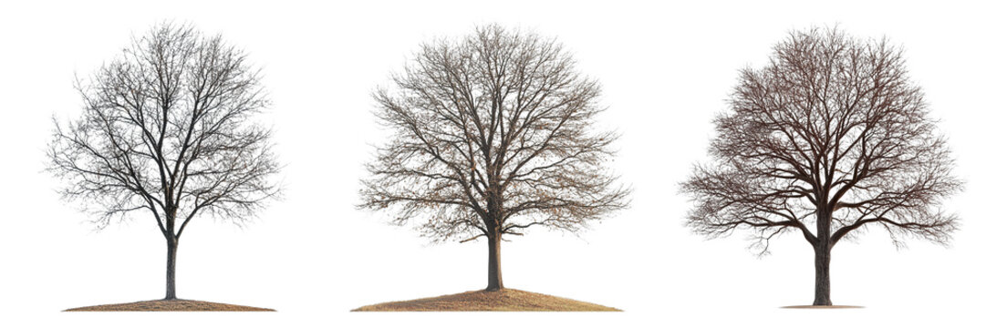 Three trees are shown in different stages of winter