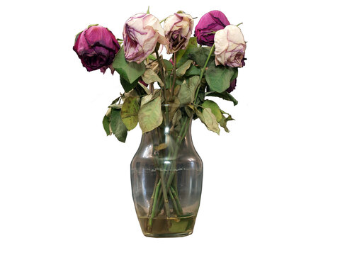 Dead roses in a vase isolated