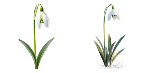 Two different types of flowers, one with a white flower
