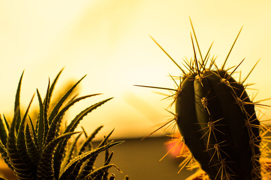 Cactus