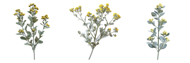 Three different types of flowers are shown in a row