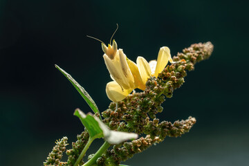 Close-up of a Yellow Orchid Praying Mantis (Hymenopus coronatus) perched on a flowering plant.