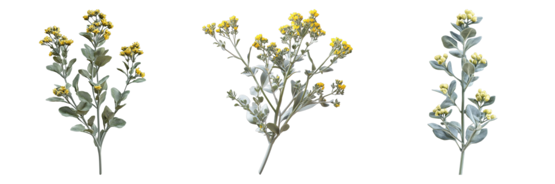 Three different types of flowers are shown in a row