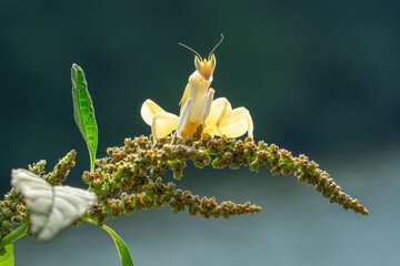 Close-up of a Yellow Orchid Praying Mantis (Hymenopus coronatus) perched on a flowering plant.