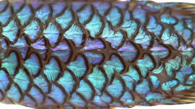 Close-up view of fish scales (1)