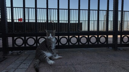 Sweet Stray Cats of Istanbul