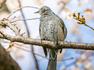 枝にとまるヒヨドリ