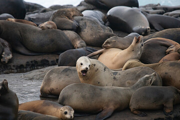 Naklejka premium San Diego is home for a lot of seals that love visiting California