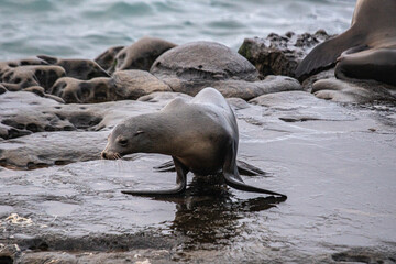 San Diego is home for a lot of seals that love visiting California
