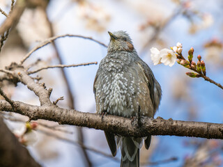 枝にとまるヒヨドリ