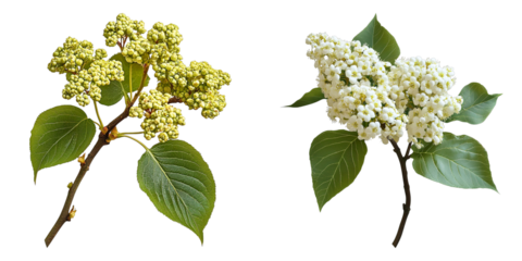 Two different types of flowers are shown side by side
