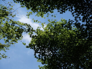 樹木の下から見上げた空