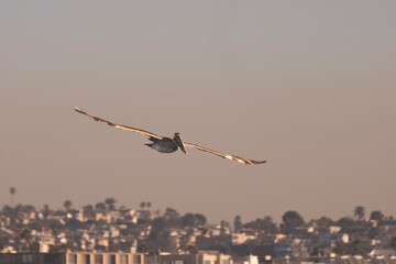 The traditional pelican flying over the sky in Los Angeles