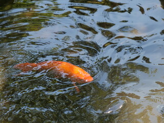 池の中を泳ぐ鯉